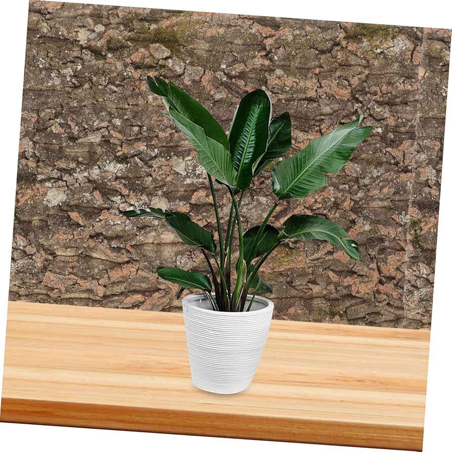 パルダリウム　コルク d0376039_17171460.jpg